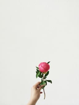 little-peony