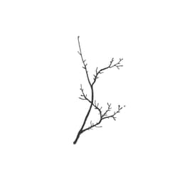 kashyapi