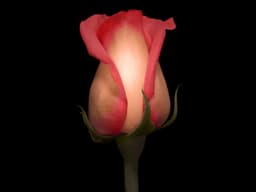 rose-bud