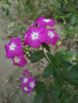ikundan
