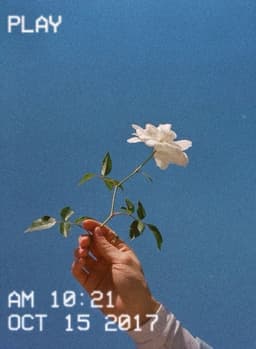 alishasajjad15