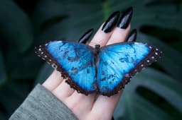 the-butterfly-babe