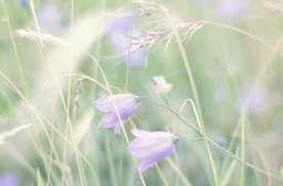 arriane-mayflower