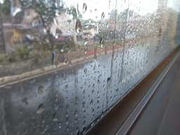 plume_inthe_rain