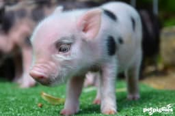 PinkPigs