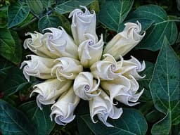 fleurdeluna