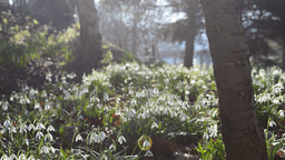 PoeticPerennials