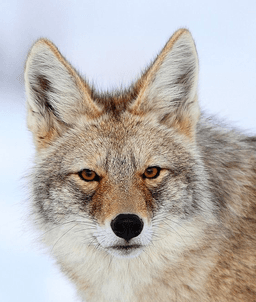 CanisLatrans