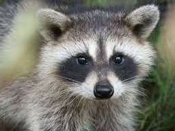 the-raccoon