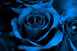 blueroses