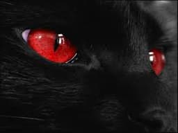 the-black-beast