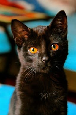 TigerLily13