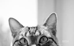 cattie-unicorn