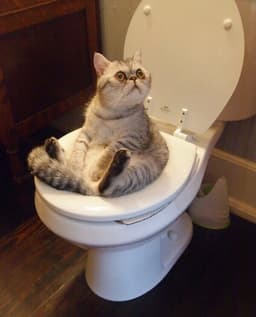 meiwx