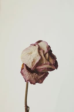 rosas