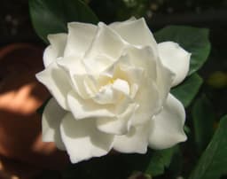 flavia