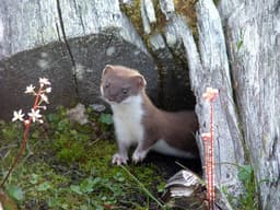 weasel