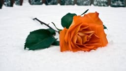 OrangeRose