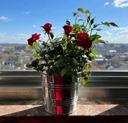 rosemblanse