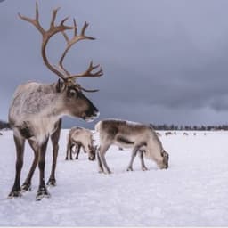reindeer