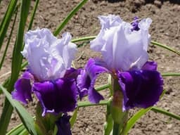 iris-rebry