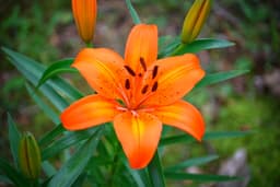 lily-mai