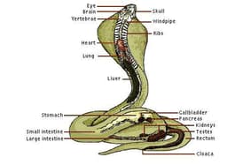 Cobra