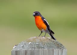 flame-robin