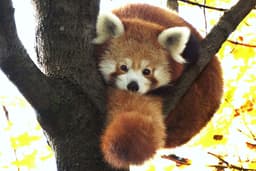 redpandapoetry