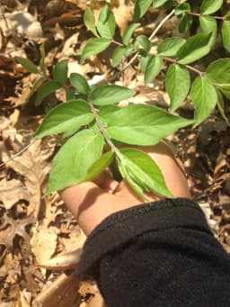 Girlplant