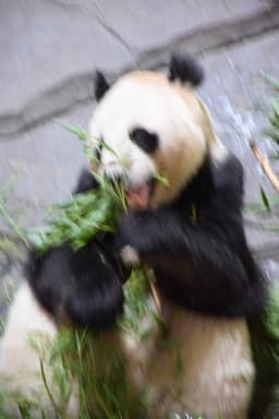 PangPanda