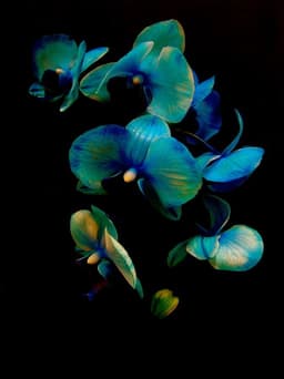 orchidless