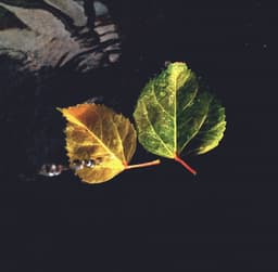lakshita-kaswan