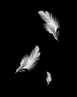 Silverwing