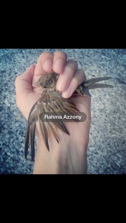 rahmaazzony