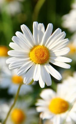 Flowerless