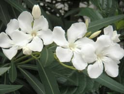 oleander