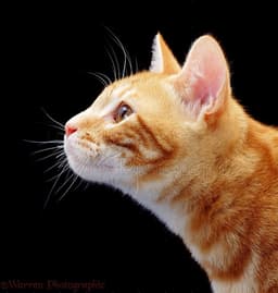 meow25