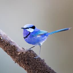 maybird