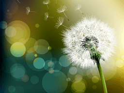 dandelion1o
