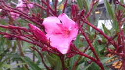 roses-behind-every-thorns