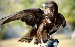 HawkFlight