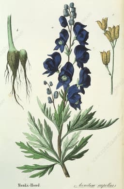 Lord_Aconite