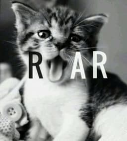 Rawr