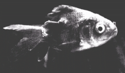 fishman