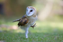 owl