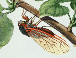 sparrow-liver