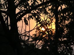 SanayaSen