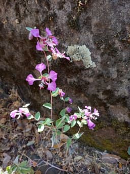 clarkia