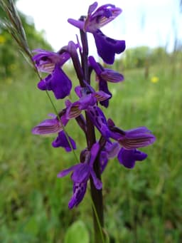 Bluebell